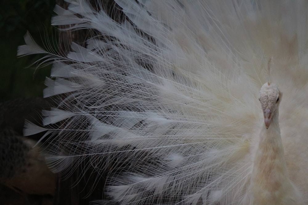 a close up of a white bird with feathers