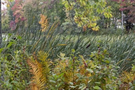 Dense vegetation in a natural landscape with a variety of green plants and shrubs in the foreground. The scene includes tall grass and reeds, and behind it, a mix of trees with leaves in autumn colors such as yellow, orange, and red.