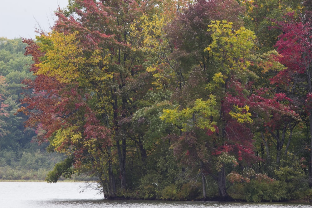 a group of trees that are next to a body of water