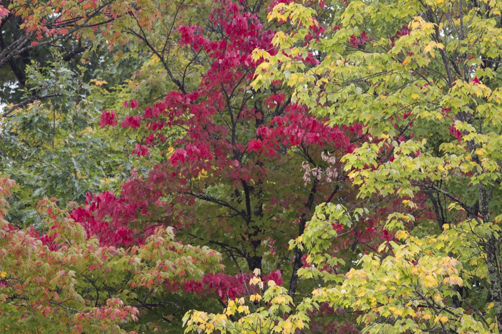 a tree filled with lots of different colored leaves