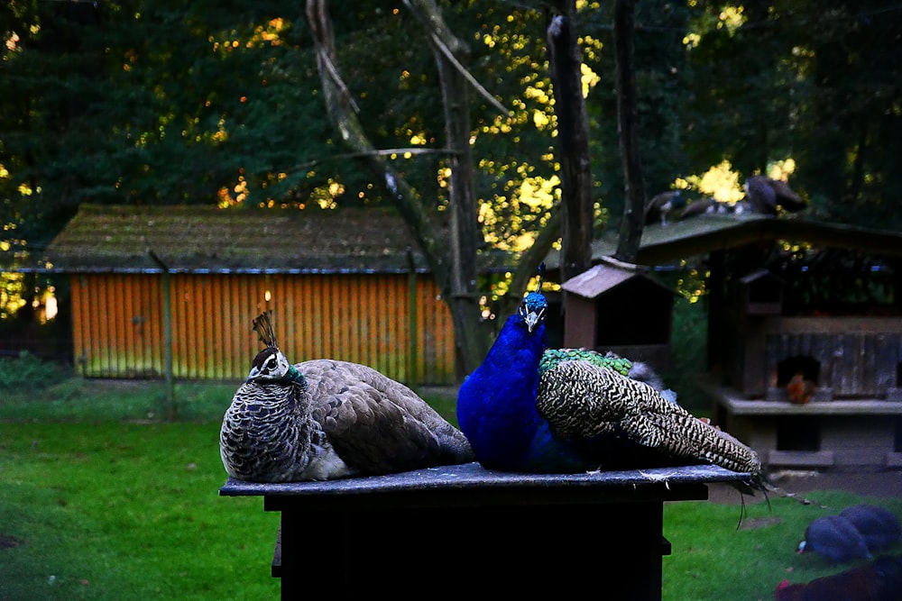 a couple of birds that are sitting on a table