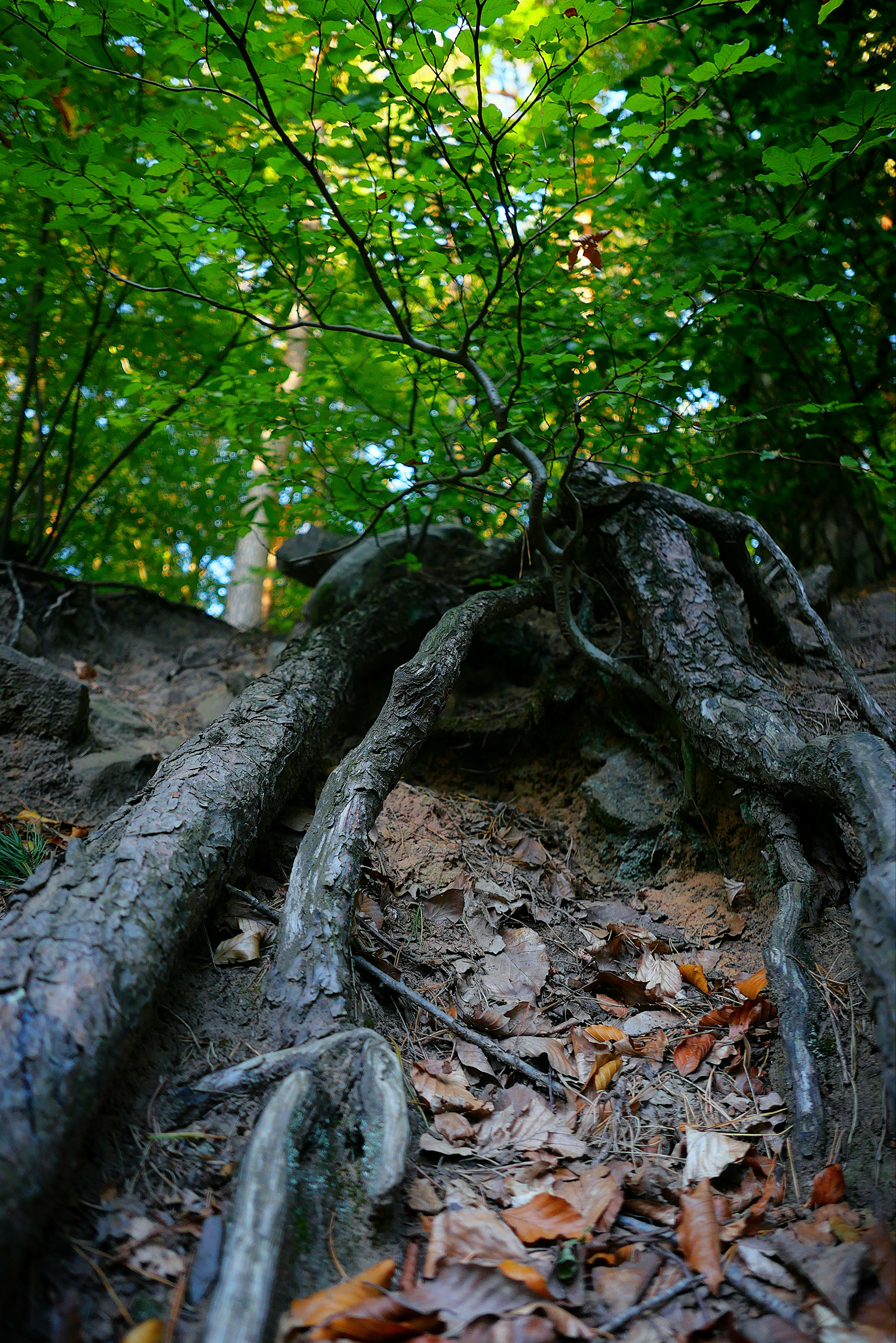 a tree that is laying on the ground