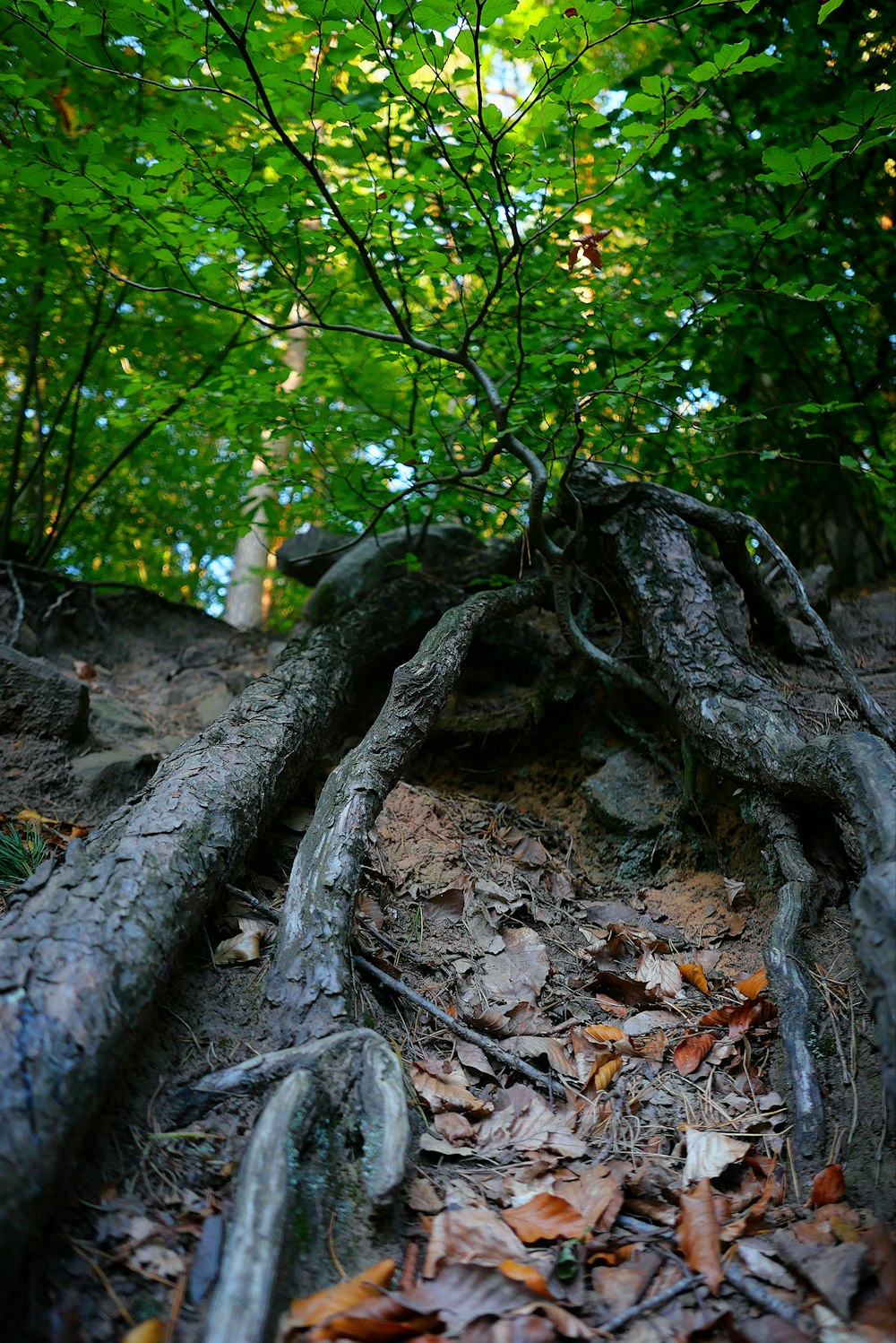 a tree that is laying on the ground