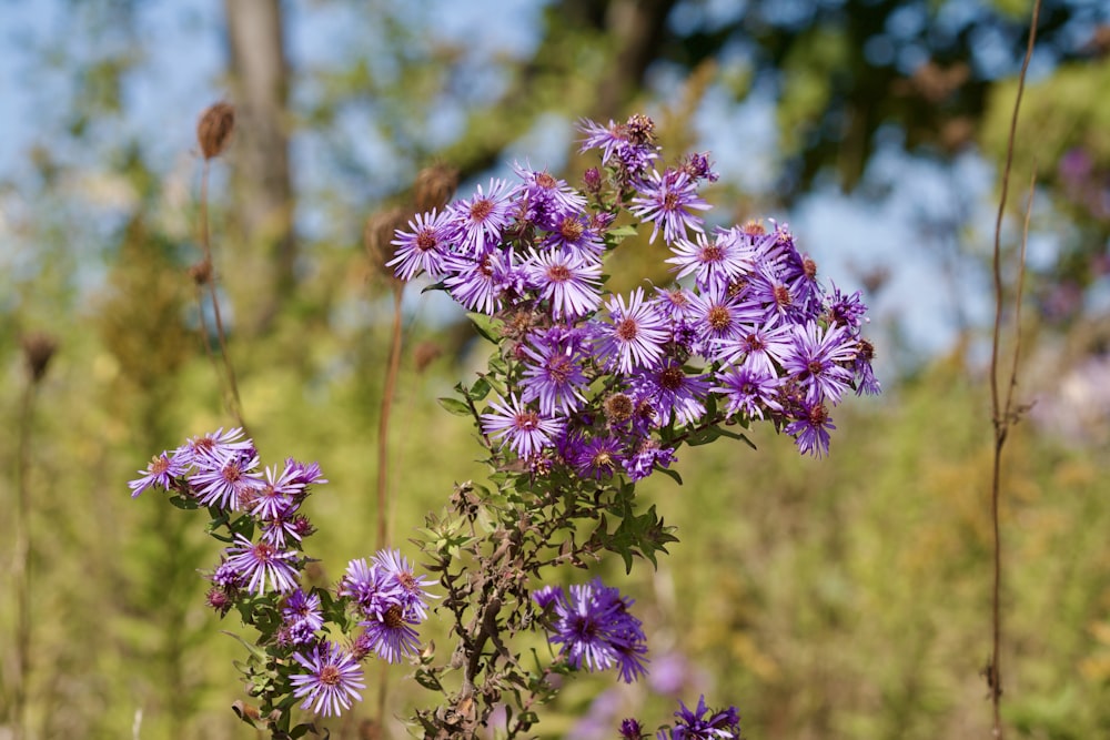 a bunch of purple flowers in a field