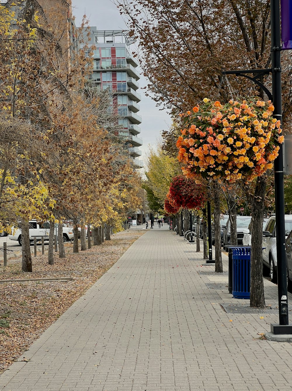 a sidewalk lined with lots of trees next to tall buildings