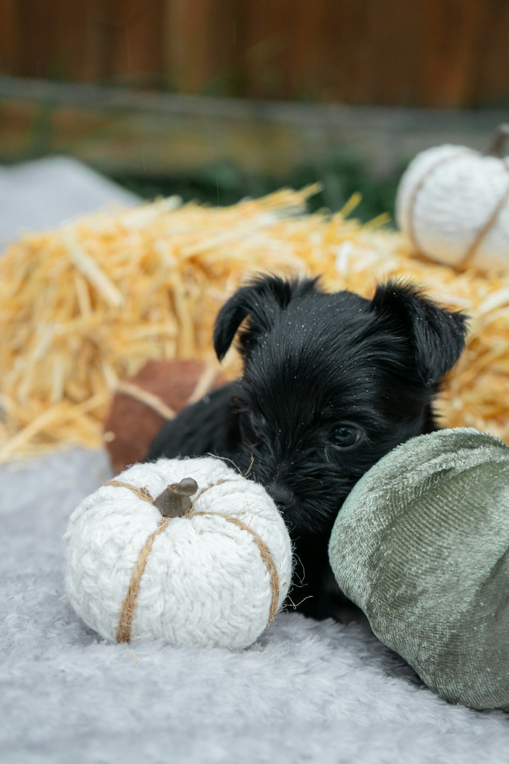 a small black dog laying on top of a pile of hay