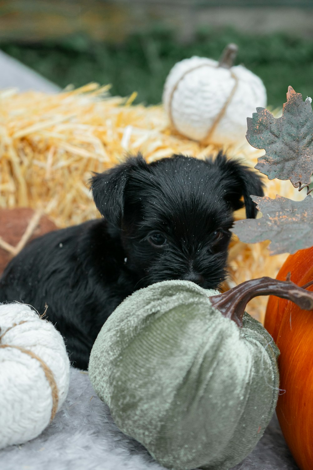 a small black dog sitting next to a pile of pumpkins