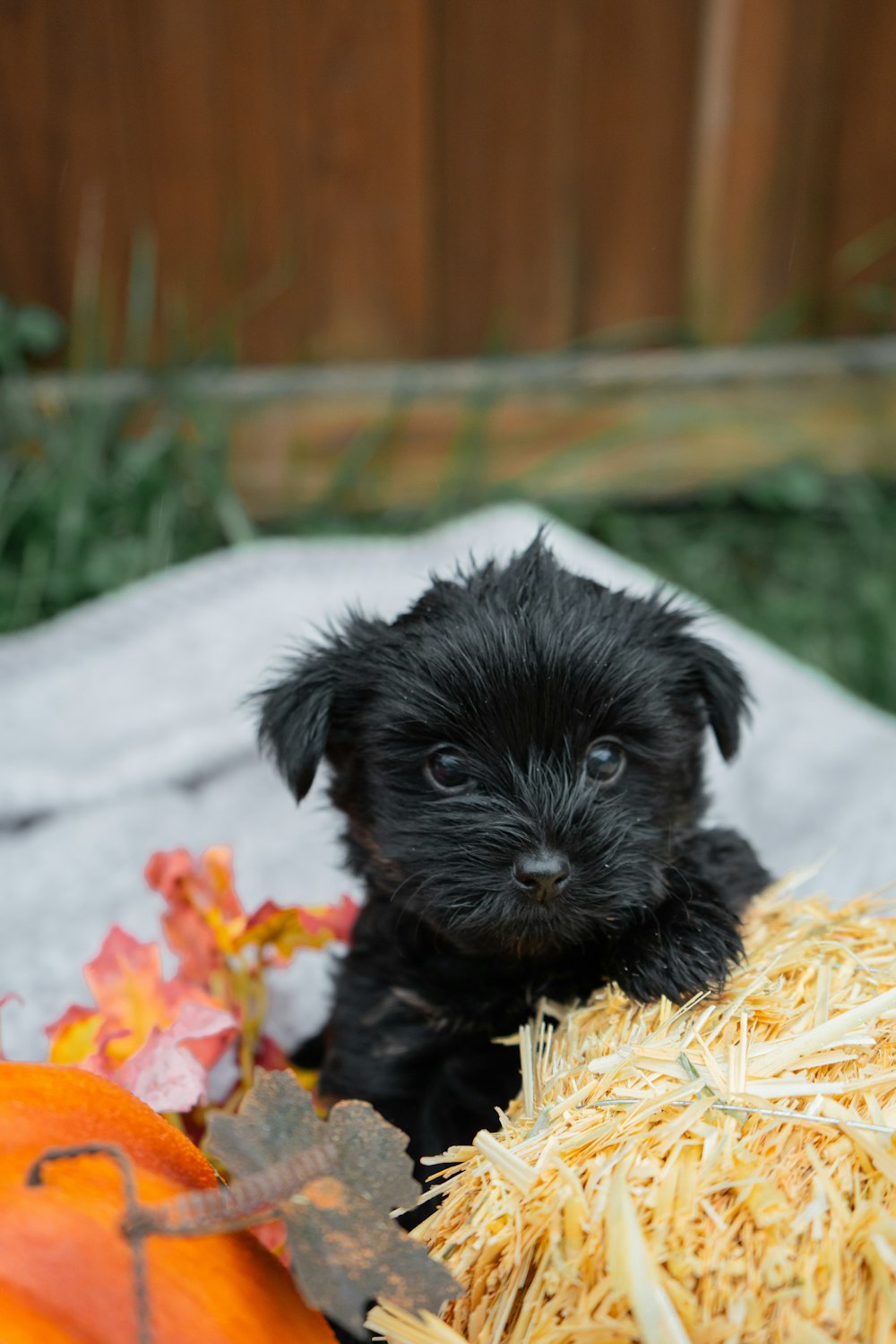 a small black puppy sitting next to a pile of hay