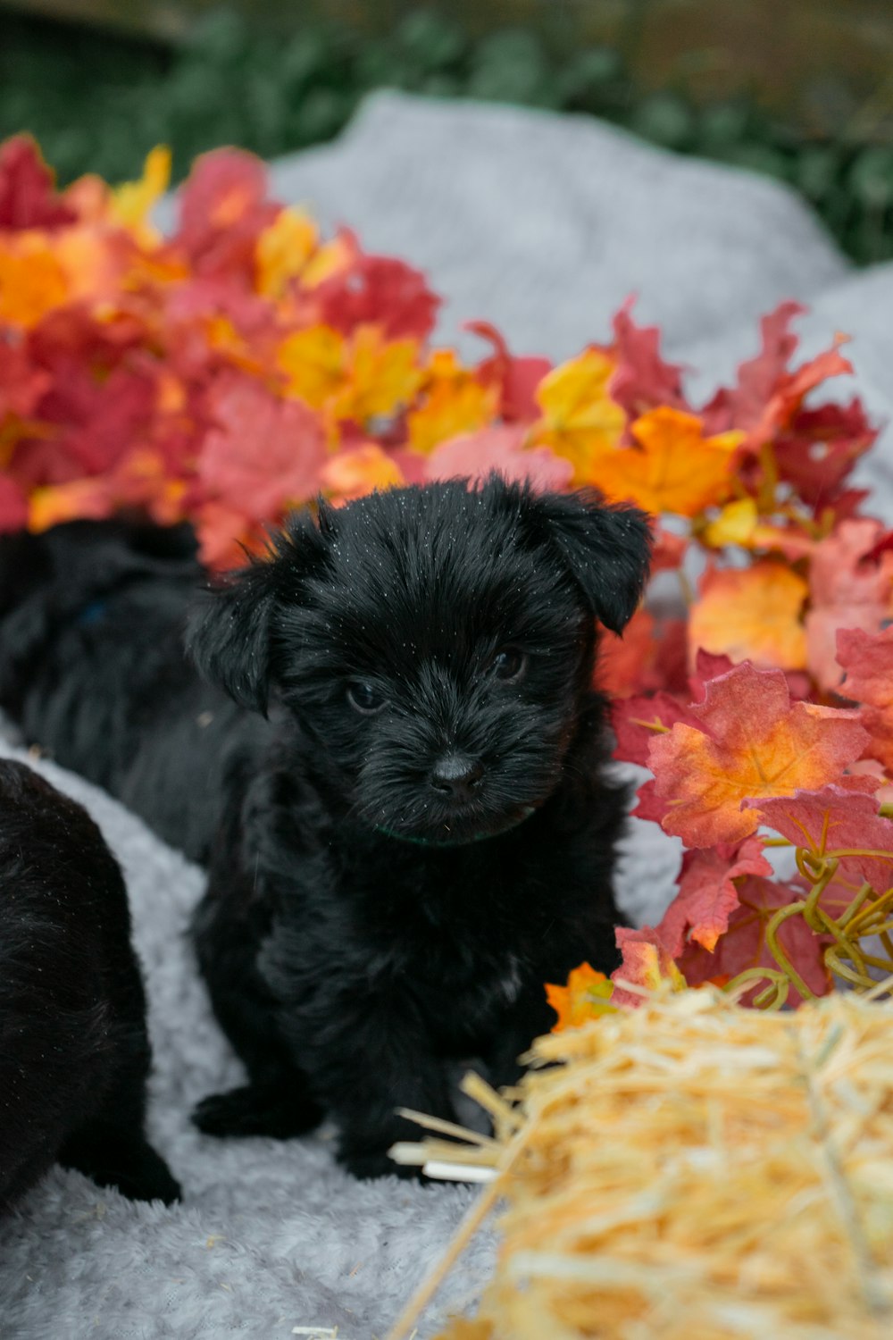 a couple of small black dogs sitting next to each other