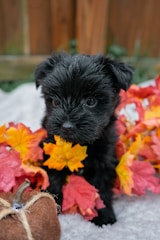A small black puppy surrounded by autumn leaves and a fabric pumpkin, sitting on a soft gray surface. The scene is cozy and captures an autumnal theme with vibrant orange and red foliage.