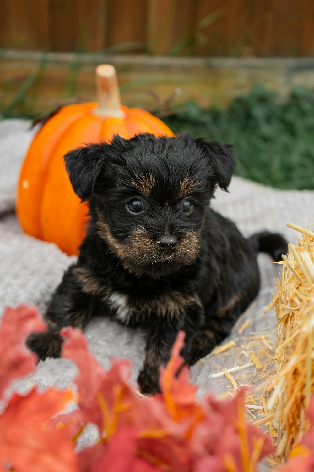 a small black and brown dog sitting next to a pile of hay