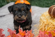 A tiny puppy peeking out from a basket filled with colorful autumn leaves.