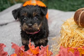A tiny puppy peeking out from a basket filled with colorful autumn leaves.