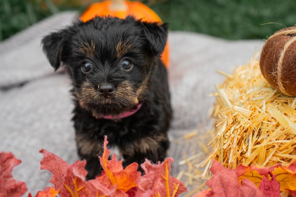 a small black and brown dog sitting next to a pile of hay