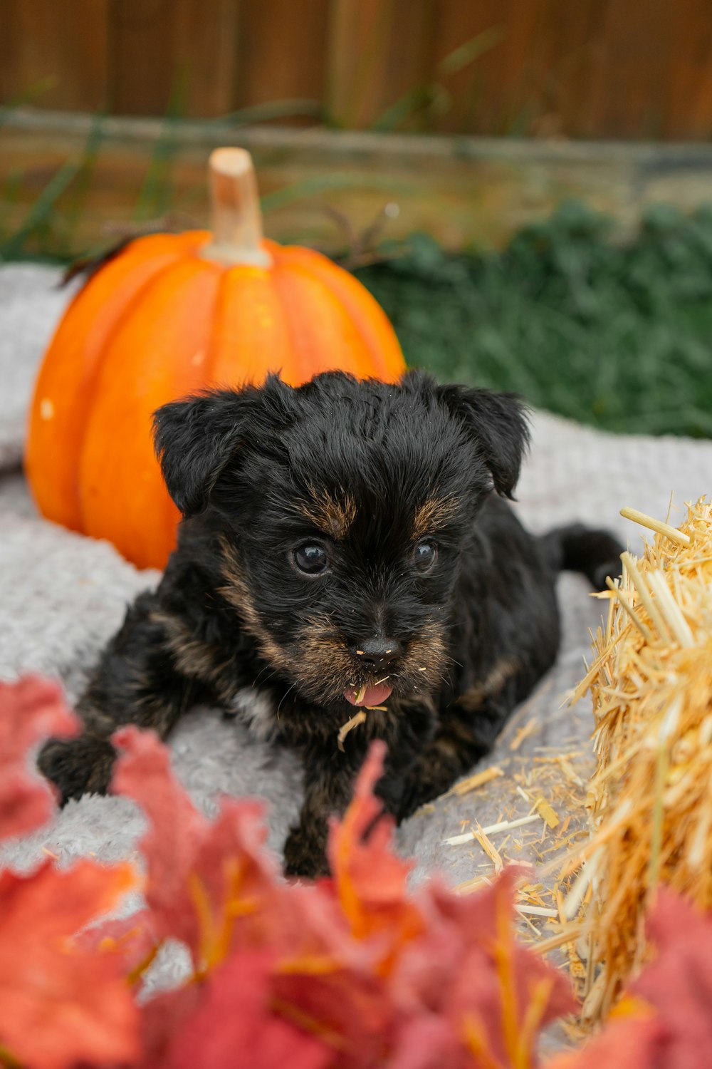 a small black and brown dog sitting next to a pile of hay