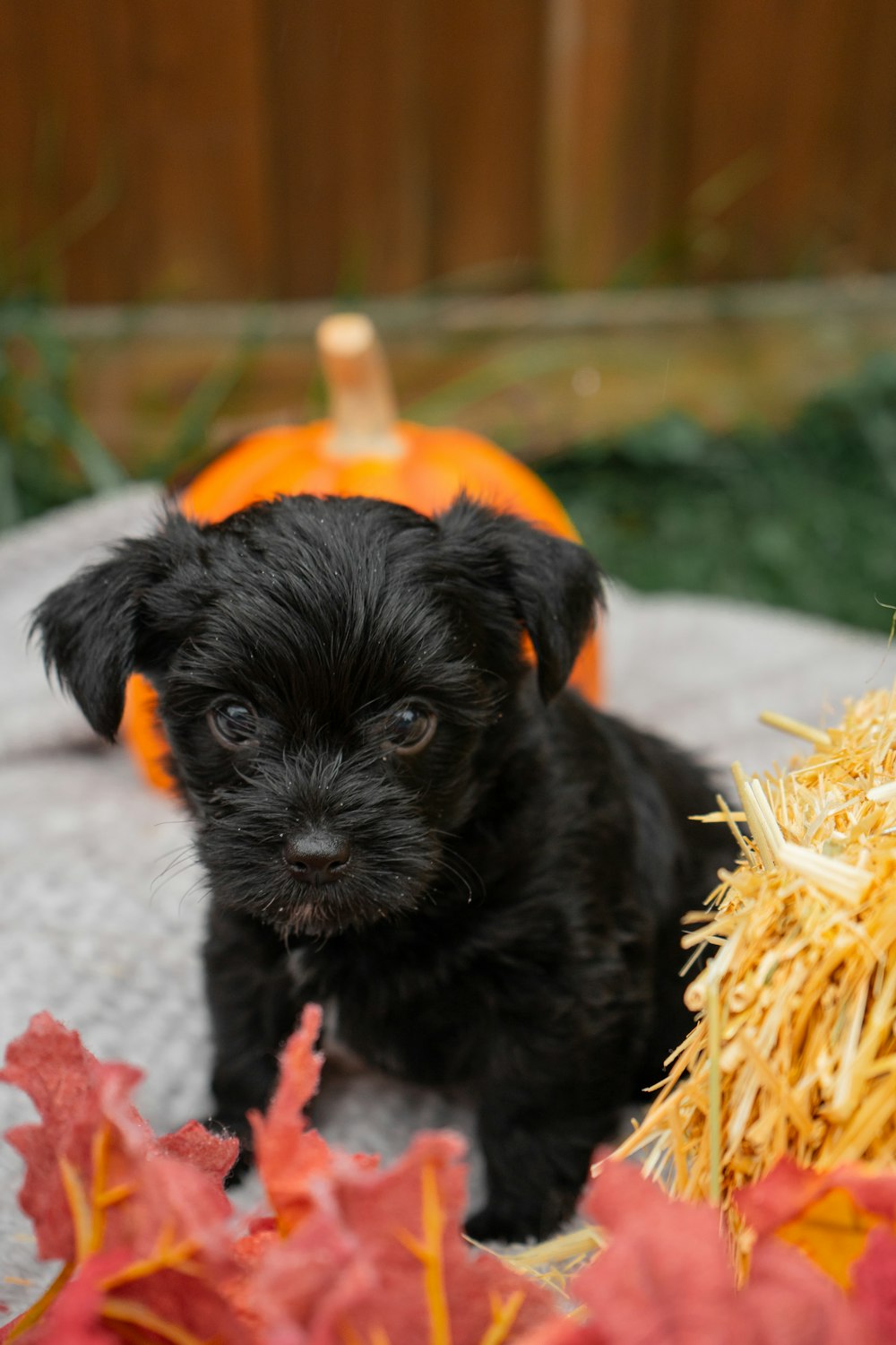 a small black dog sitting next to a pile of hay