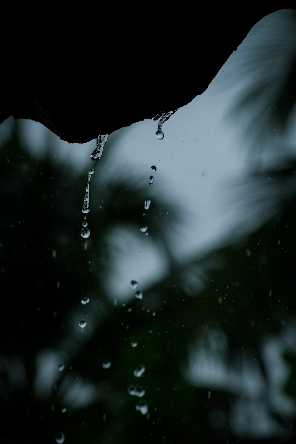 a black and white photo of a tree with water droplets