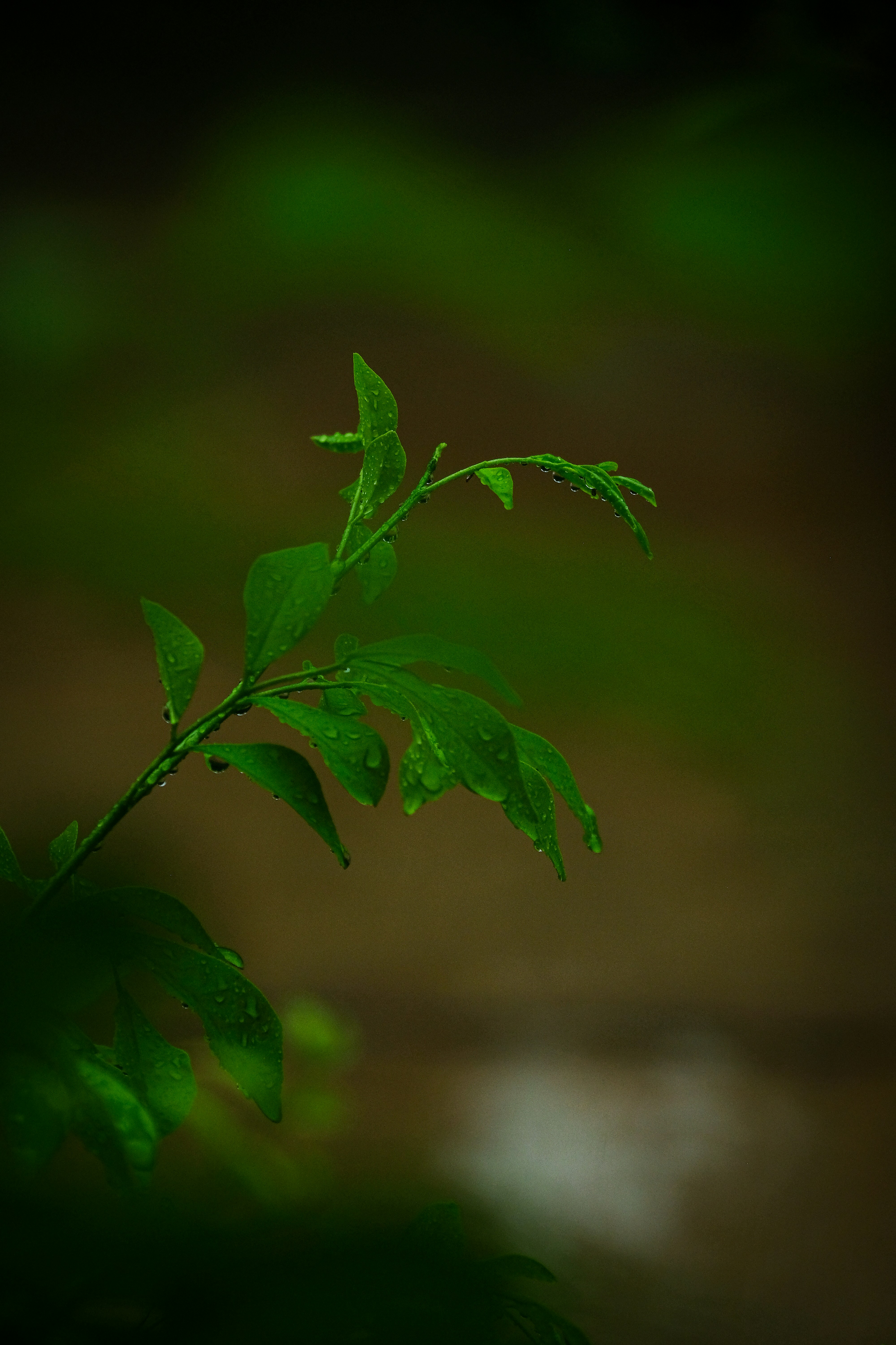 a plant with green leaves in the dark