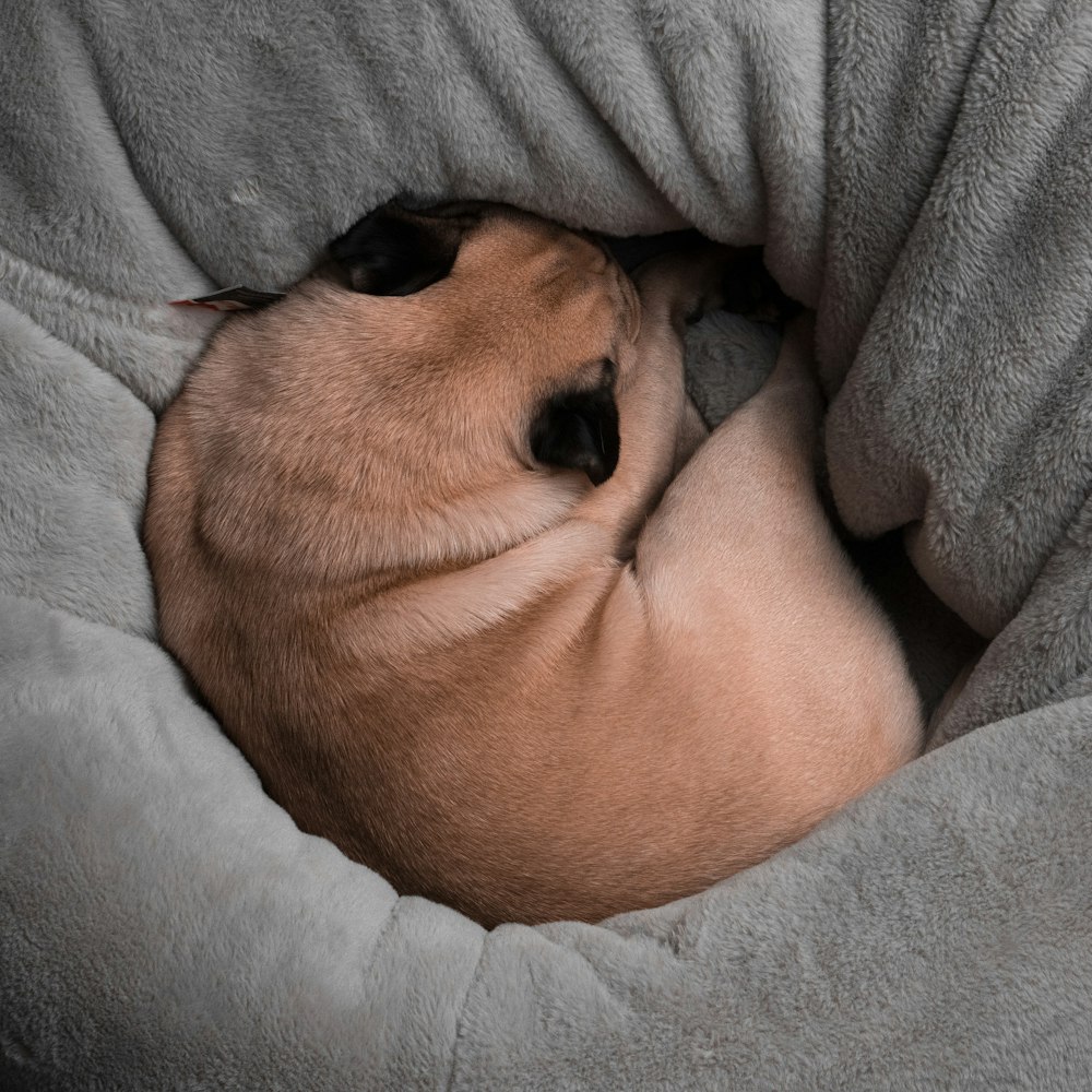 a small dog is curled up in a bed
