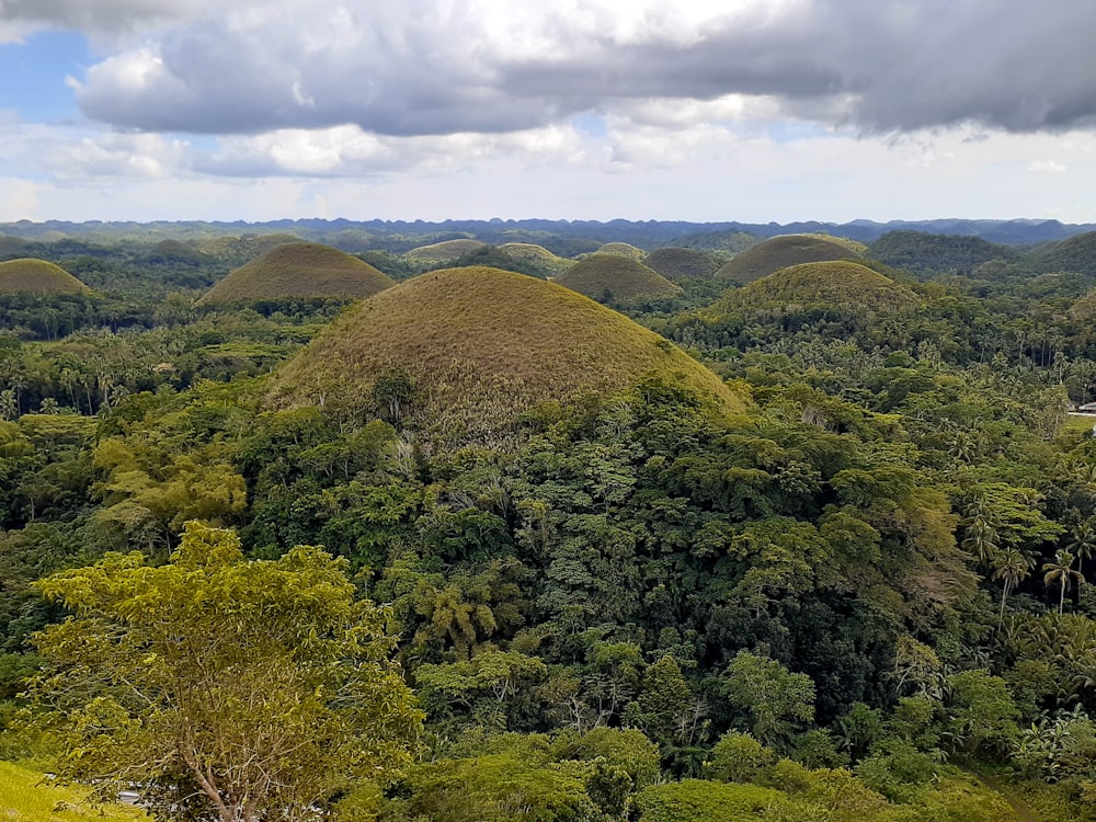 a large group of mounds in the middle of a forest