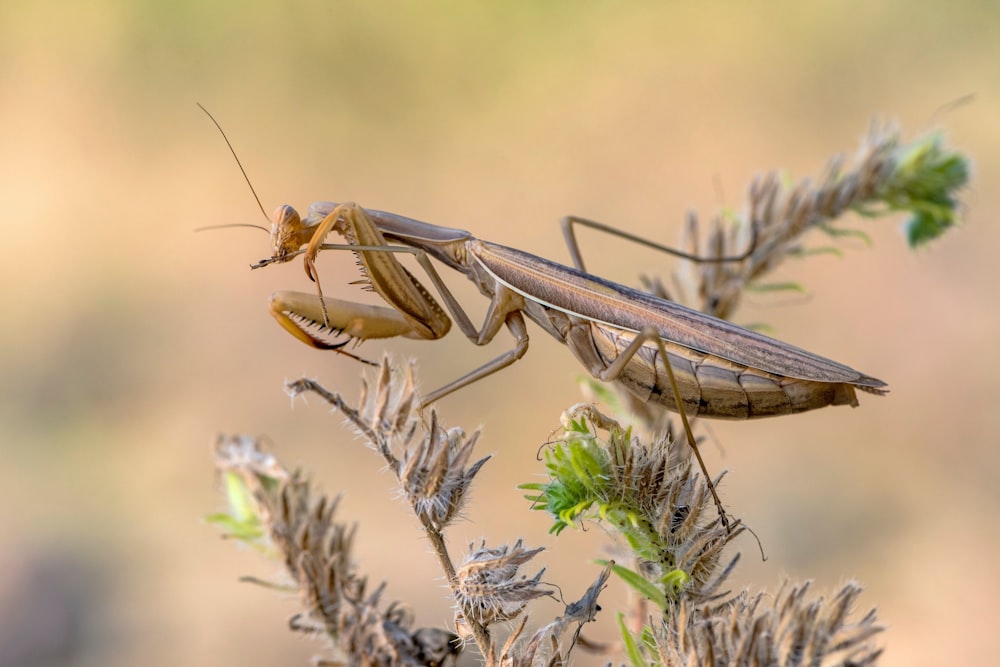 a close up of a grasshopper on a plant