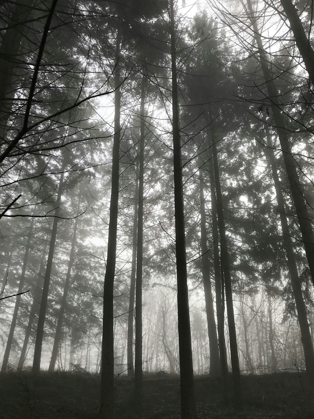 a forest filled with lots of tall trees