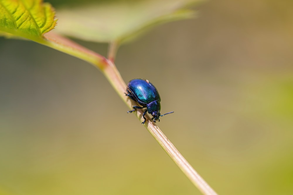 Ein blauer Käfer, der auf einem grünen Blatt sitzt