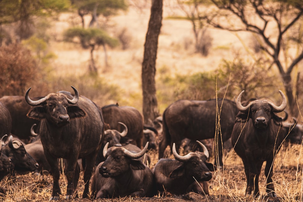 a herd of cattle standing on top of a dry grass field