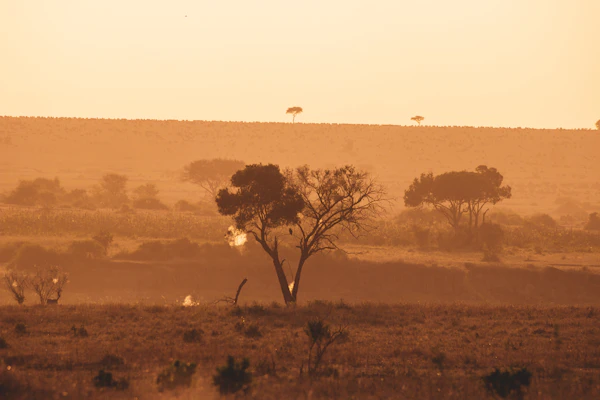 Lever de soleil sur le Serengeti avec gnous, Tanzanie