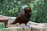 A bird with dark brown and reddish plumage is perched on a wooden surface, surrounded by lush green foliage in the background. It has a distinctive curved beak and is wearing leg bands, indicating possible tagging or research.