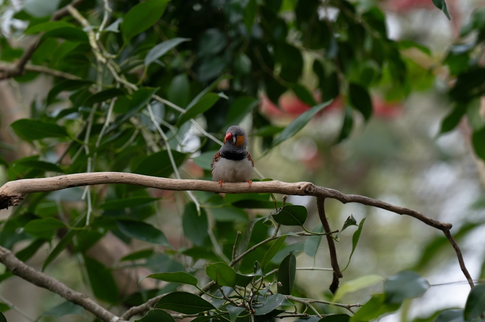 a small bird perched on a tree branch