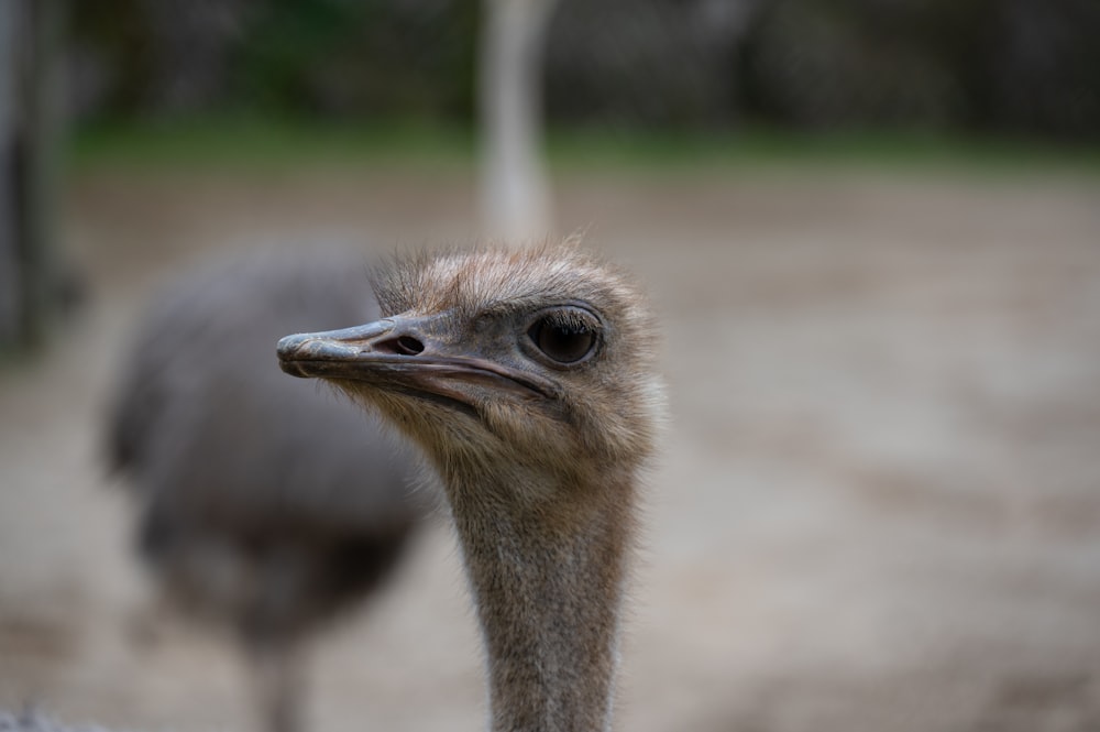 an ostrich standing in front of another ostrich