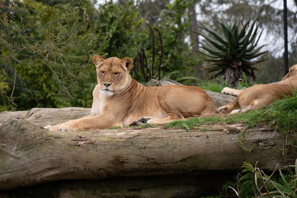 a couple of lions laying on top of a log