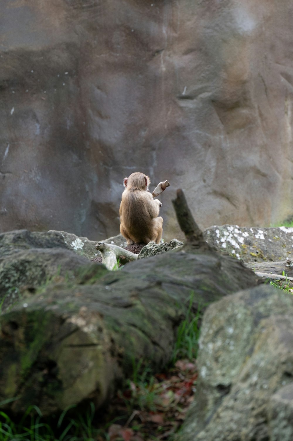 a monkey sitting on top of a large rock