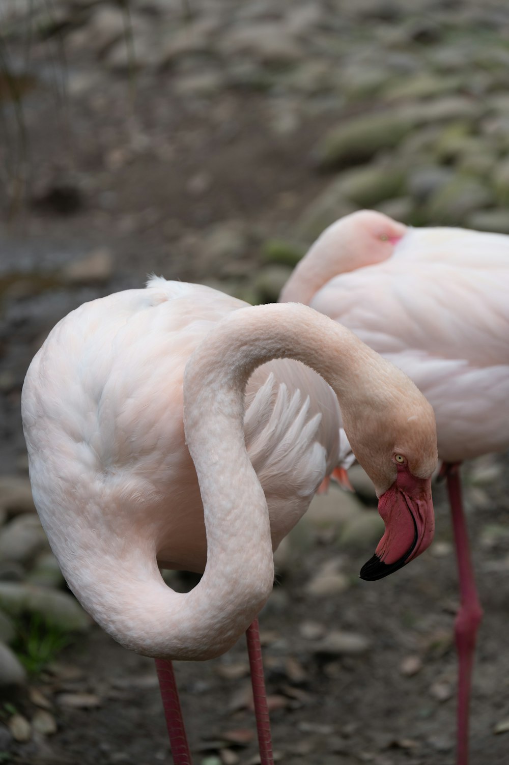 two pink flamingos standing next to each other