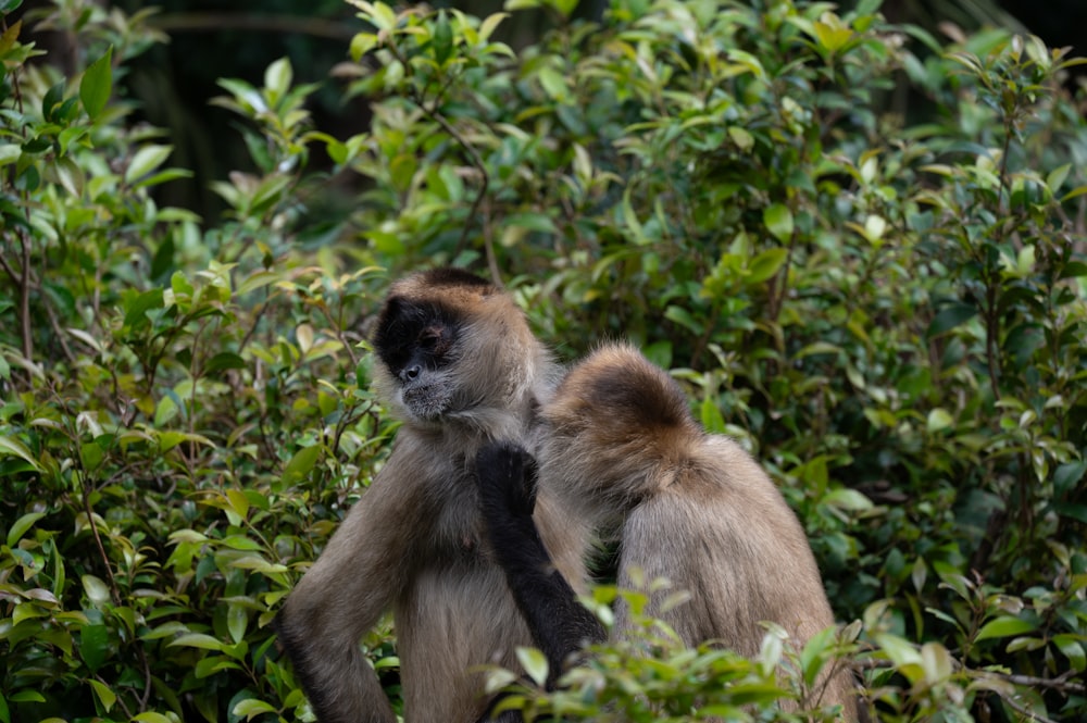 a couple of monkeys standing on top of a lush green forest