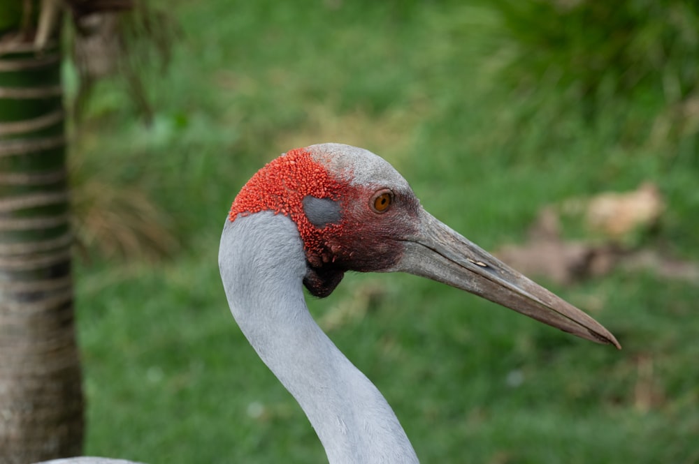 a close up of a bird with a red head