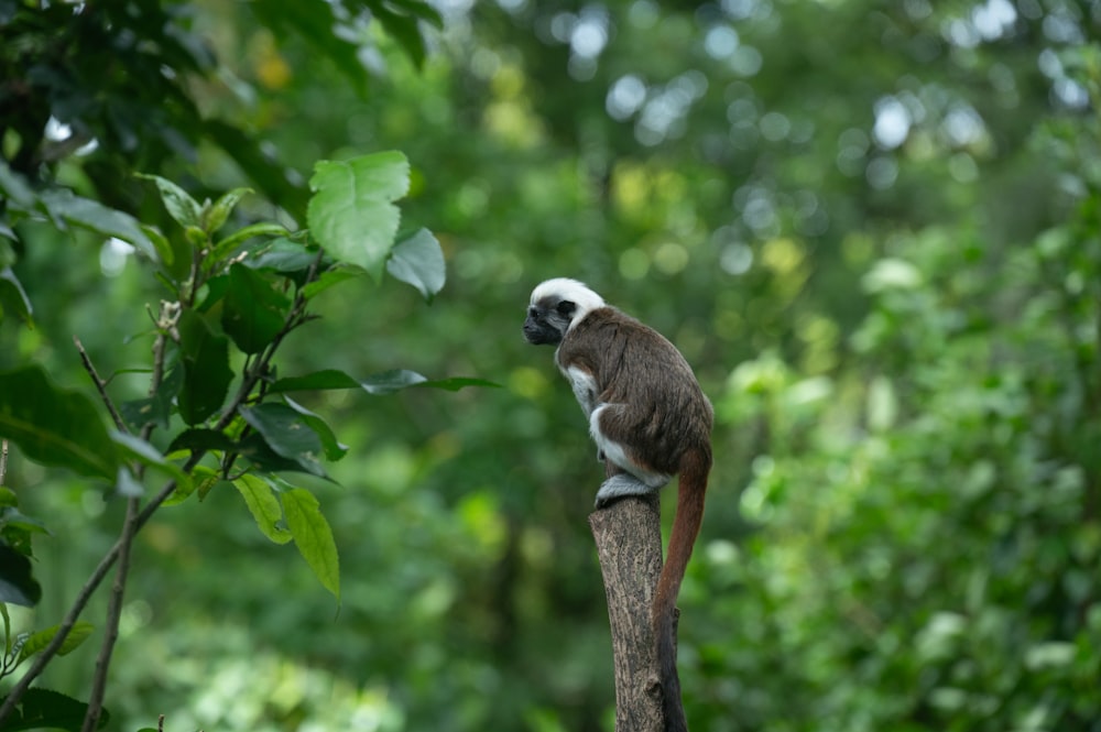 una scimmia marrone e bianca seduta sulla cima di un ramo dell'albero
