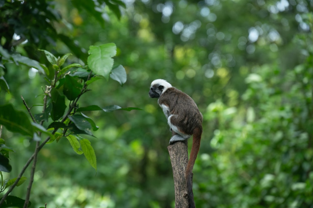 a brown and white monkey sitting on top of a tree branch