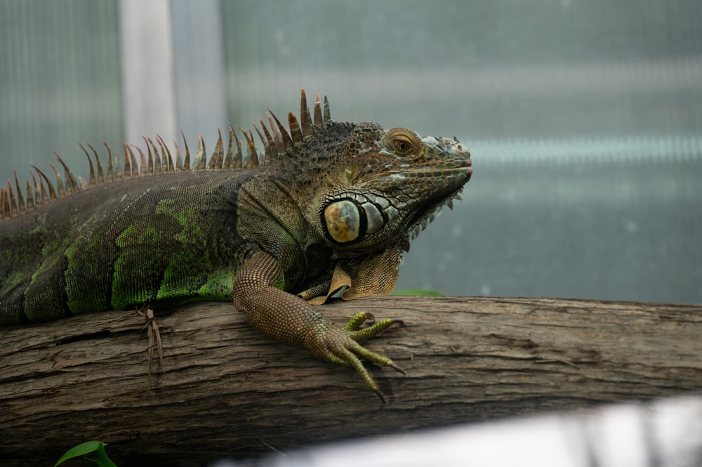 a large lizard sitting on top of a tree branch