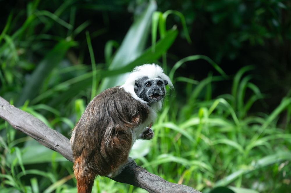 a monkey is sitting on a tree branch