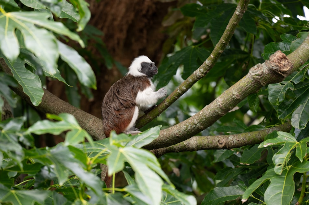 a brown and white monkey sitting on a tree branch