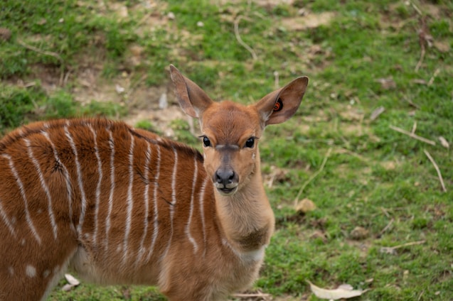 A young antelope with a light brown coat and white vertical stripes stands on green grass. Its ears are alert and it has a small tag in the left ear.