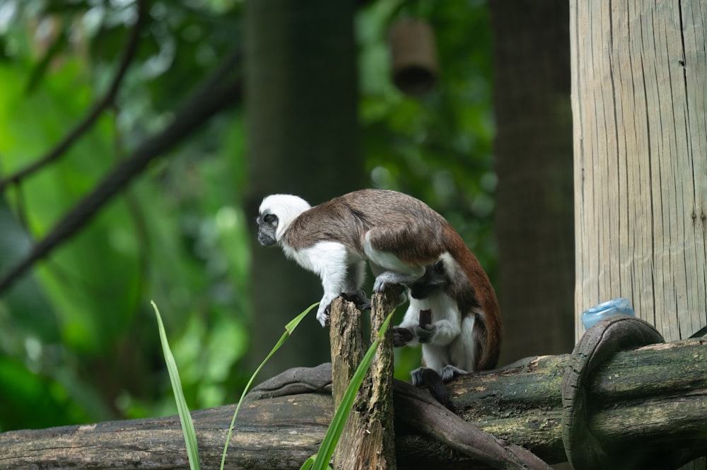 a brown and white monkey sitting on a tree branch