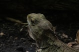 A close-up view of a reptile, possibly a lizard, with a textured, scaly skin and prominent eyes. The background is dark and blurred, with some brown leaves and twigs visible.