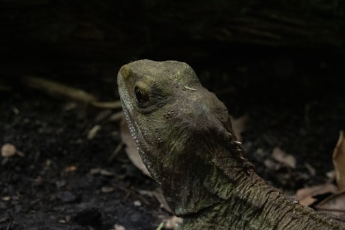 A close-up view of a reptile, possibly a lizard, with a textured, scaly skin and prominent eyes. The background is dark and blurred, with some brown leaves and twigs visible.