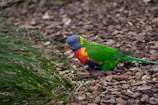 A vibrant rainbow lorikeet perched on a flowering gum tree, feathers gleaming.