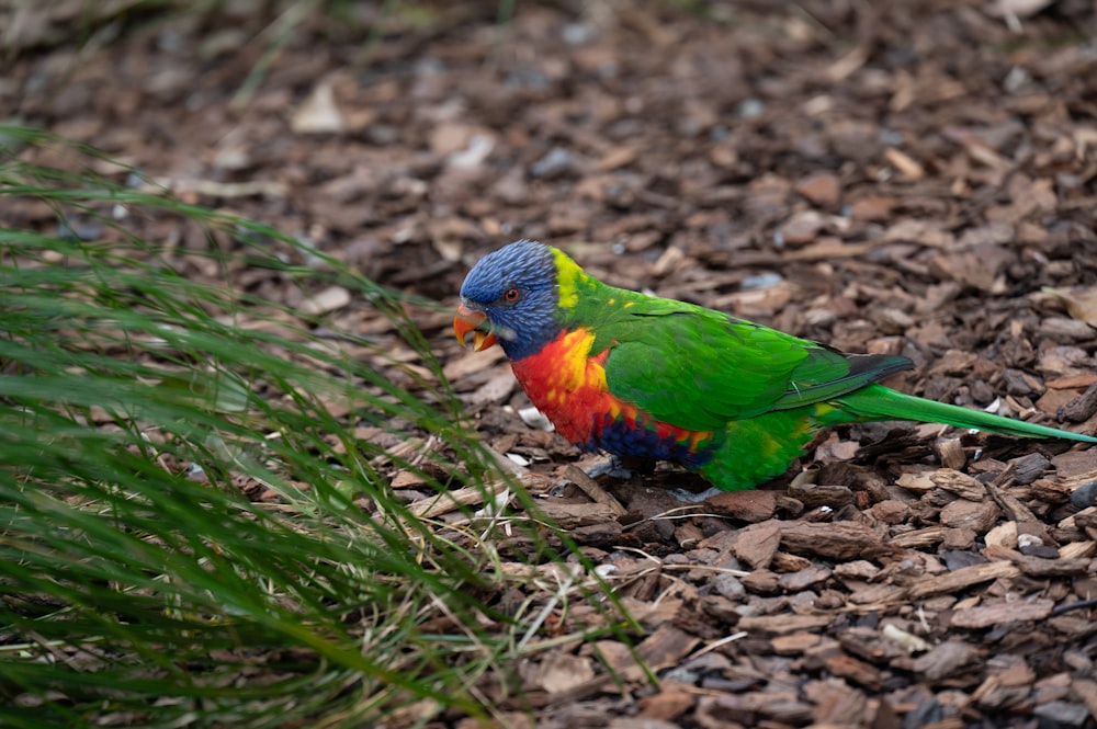 a colorful bird is standing on the ground