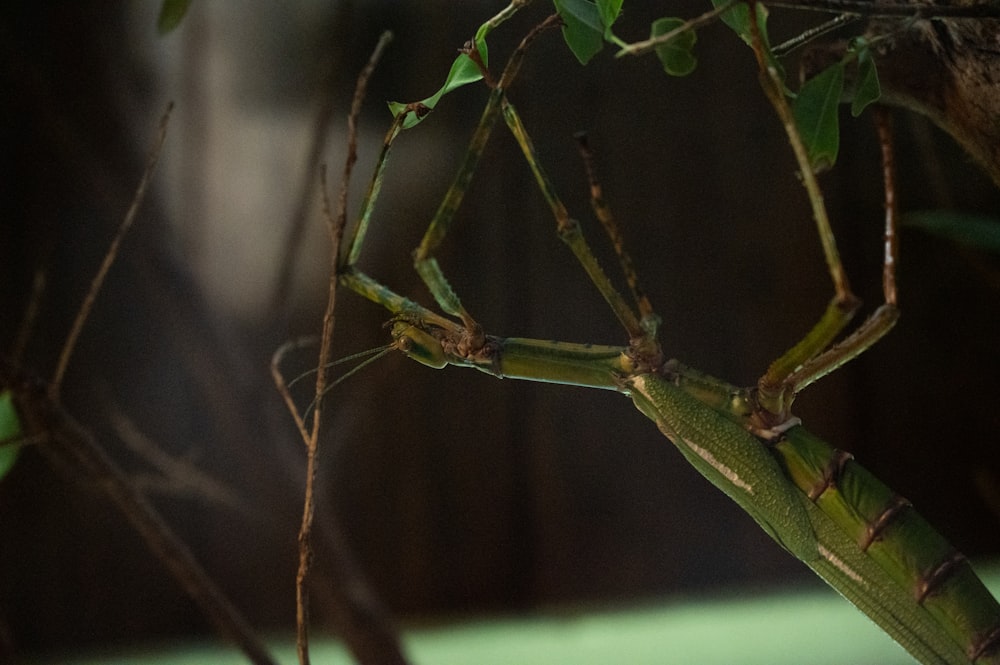 Un primer plano de un insecto verde en la rama de un árbol