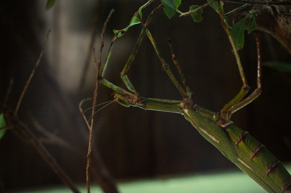 a close up of a green insect on a tree branch